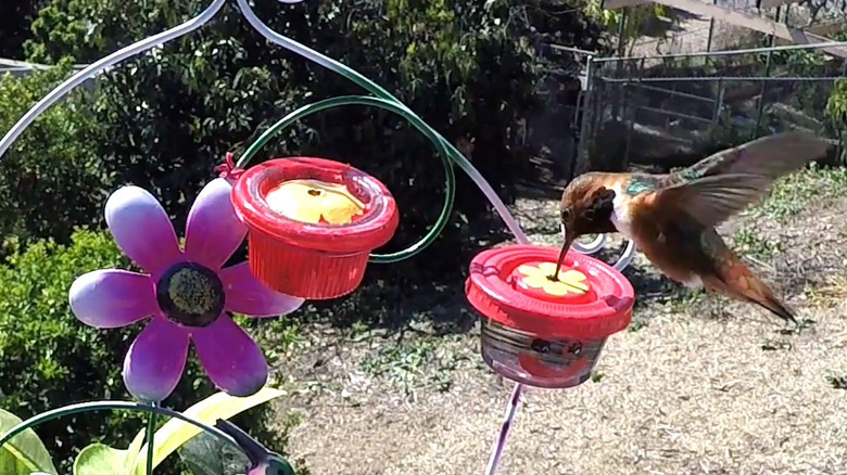 Making hummingbird feeders from condiment cups