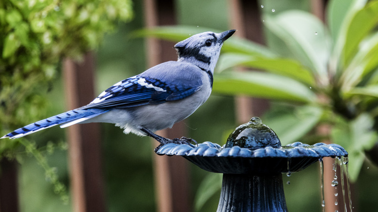 blue jay perched on a blue birdbath