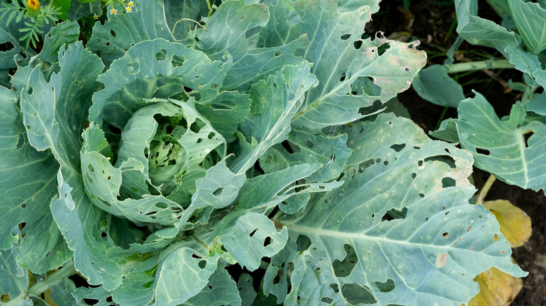 Cabbage riddled by pests