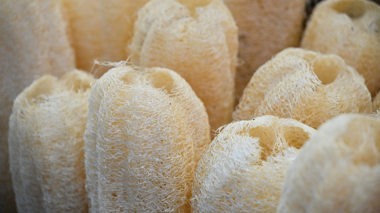 Loofah sponges on display