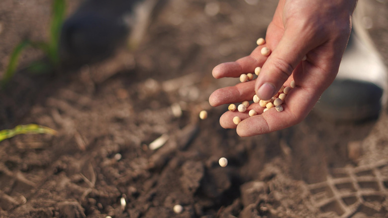 Hand dropping seeds into dirt