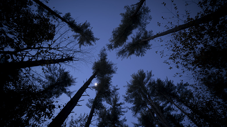 Night sky in the woods looking up