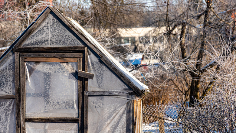 Frosty winter greenhouse