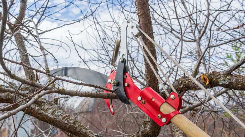 Person pruning a cherry tree with a pruning saw