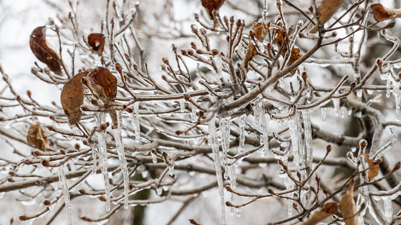 Cherry tree branches covered in ice