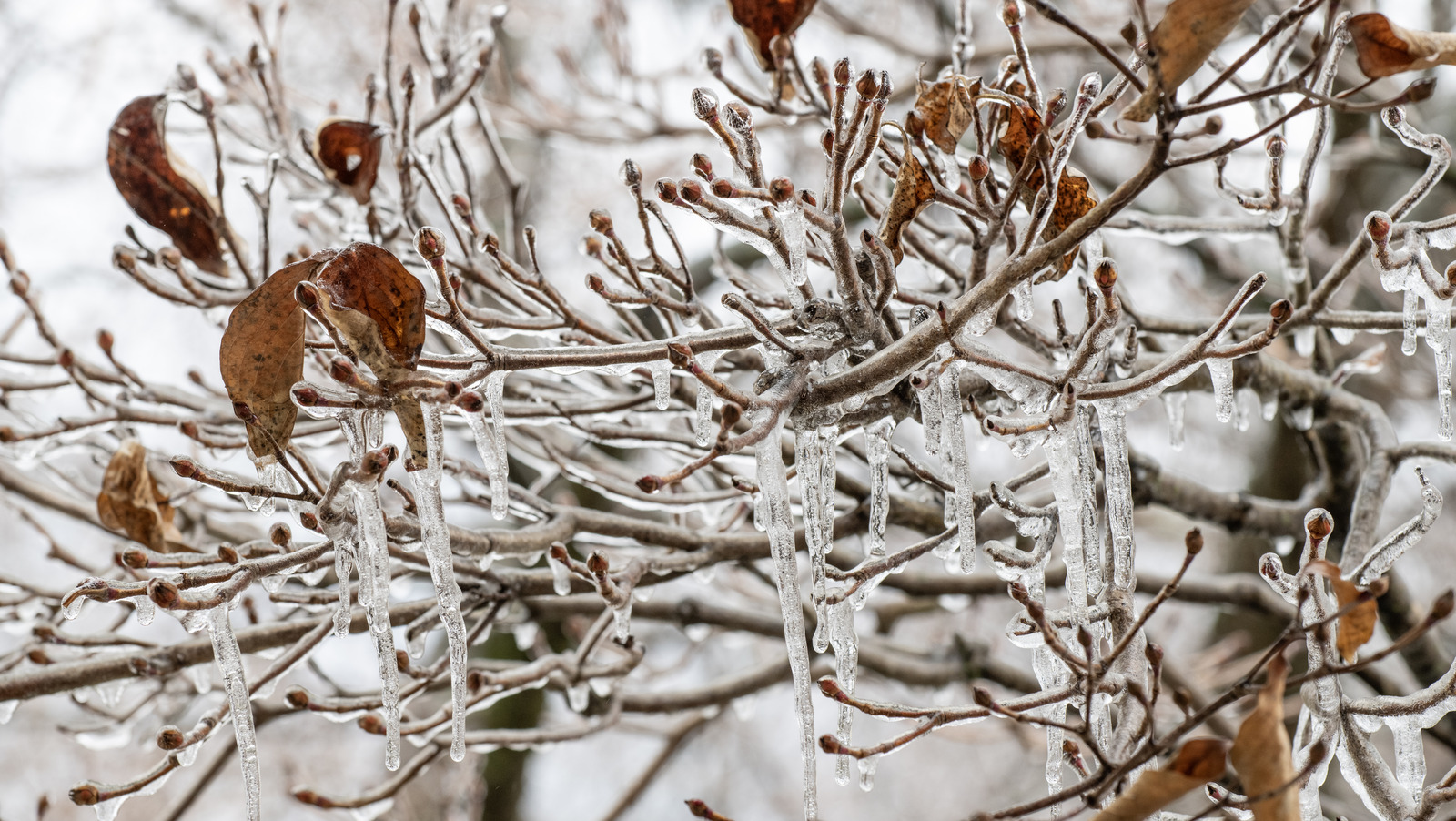 Winterize Small Tree How To Winterize A Cherry Tree For A Bountiful Harvest Next Spring
