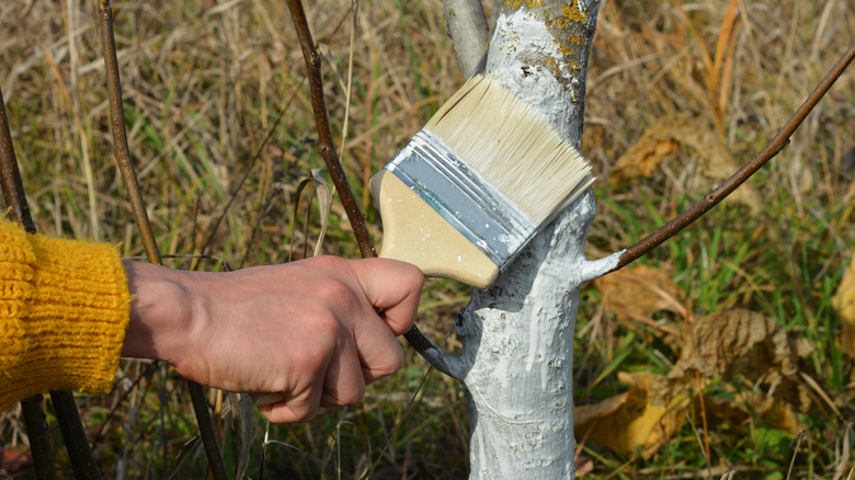 Person painting a tree trunk white