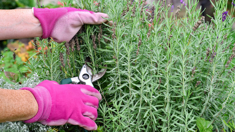 Person wearing pink gardening gloves trimming lavender