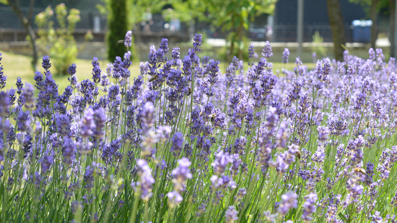Lavender in bloom with trees in the background