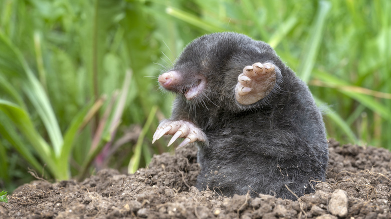 Photo of mole popping out of the ground 