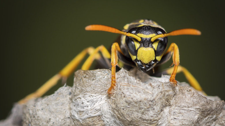 Closeup macro shot of wasp