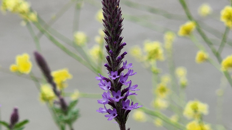 Western vervain flower stalk close up