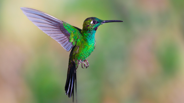 A hummingbird mid-flight