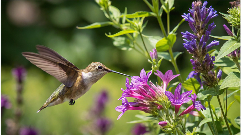 Hummingbird flying near purple and pink flowers