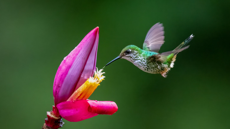 Hummingbird feeding on flower