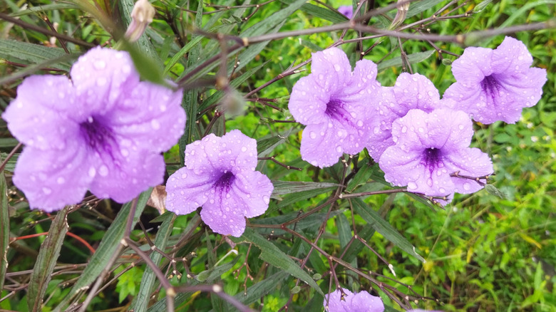Purple wild petunia flowers