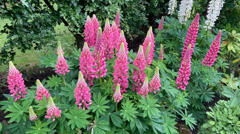 Pink lupines with trees in the background