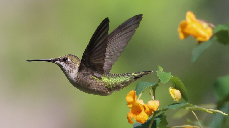 Hummingbird in flight with yellow flowers in the background