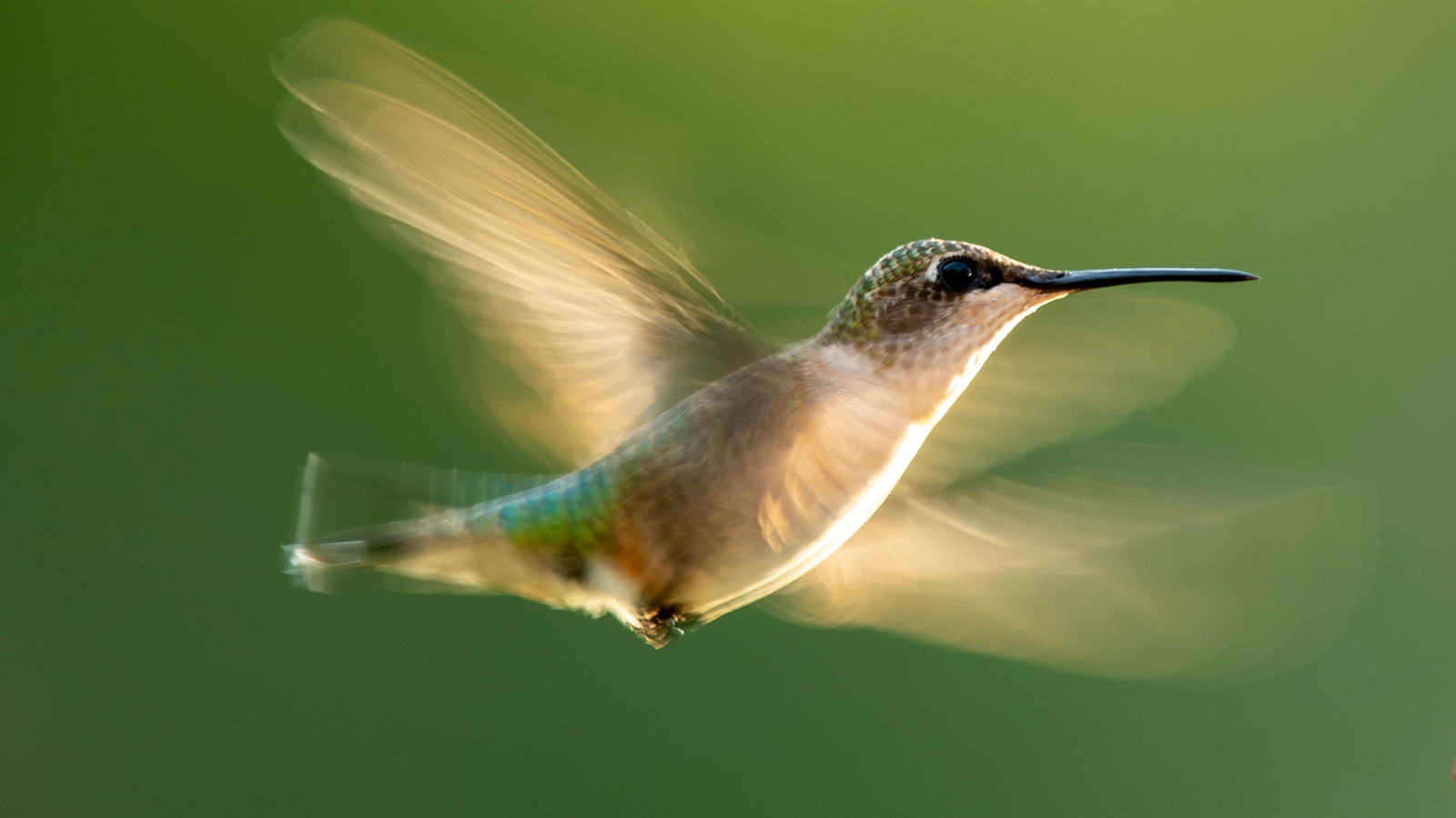 Hummingbirds Will Flock To Your Garden With A Colorful Plant Combo