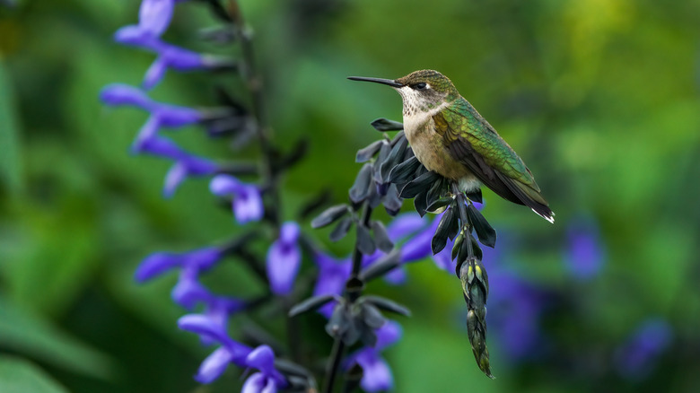 hummingbird perched on a salvia plant