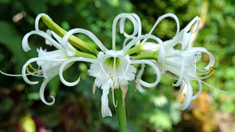 white ismene flowers in bloom