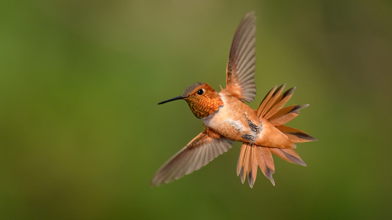 a hummingbird in flight