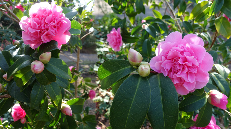 Camellia blooms and buds