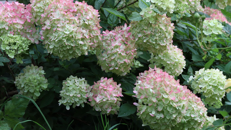 'Little Lime' hydrangea