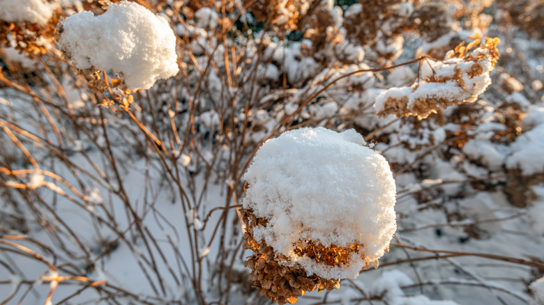 Hydrangea covered in snow