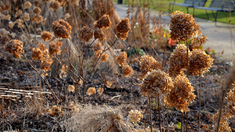 Hydrangeas after winter