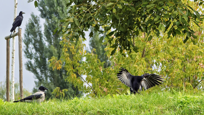 Crow and raven on lawn