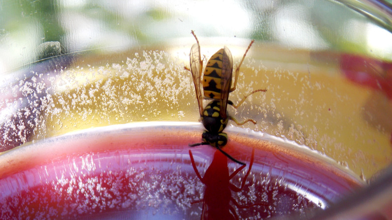 Wasp drinking fruit juice