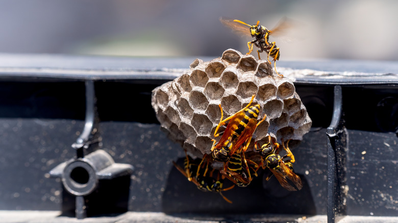 Paper wasps on nest