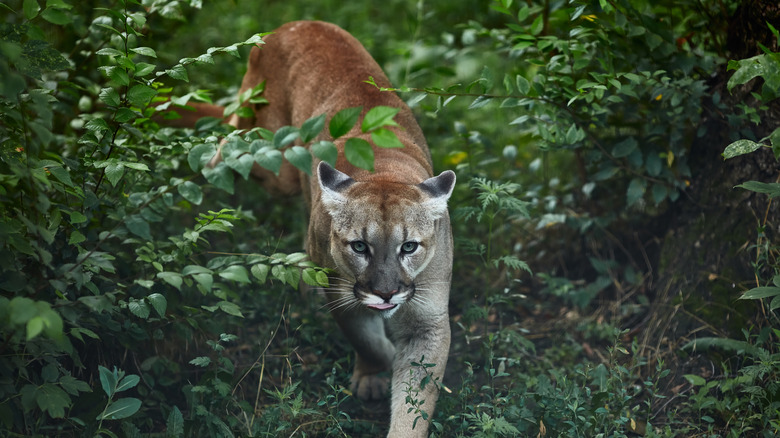 Mountain lion in foliage