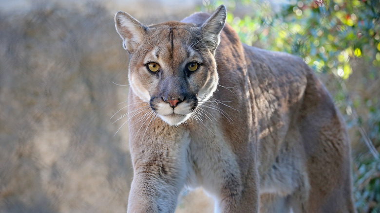 Mountain lion looking at the camera