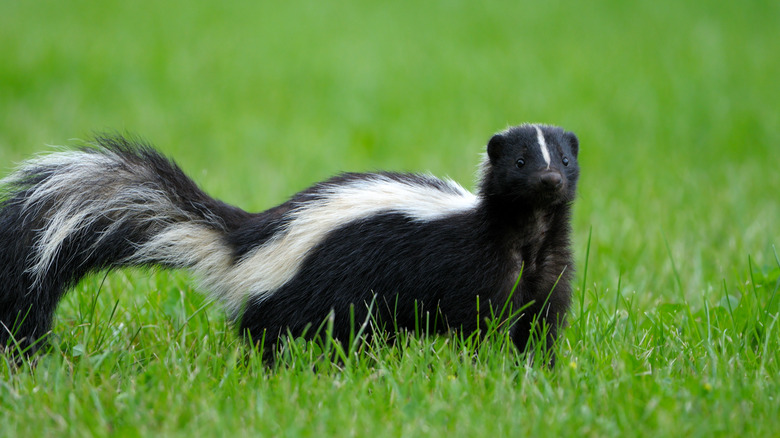 Cute skunk in grass
