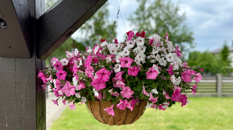 Hanging basket of pink and white petunias