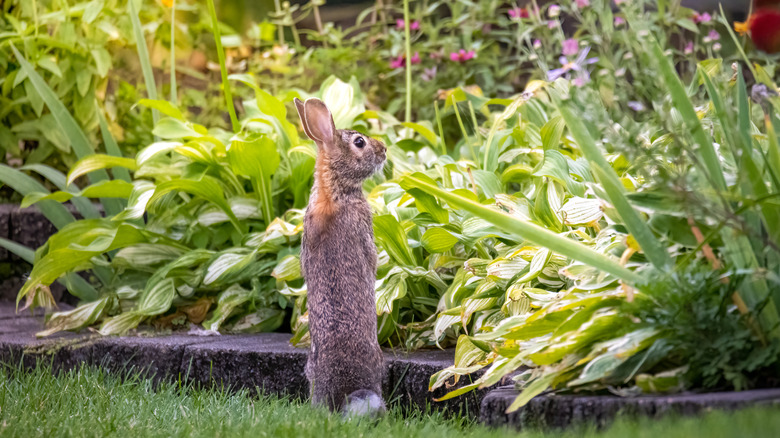 Wild rabbit checking out plants and flowers in the garden