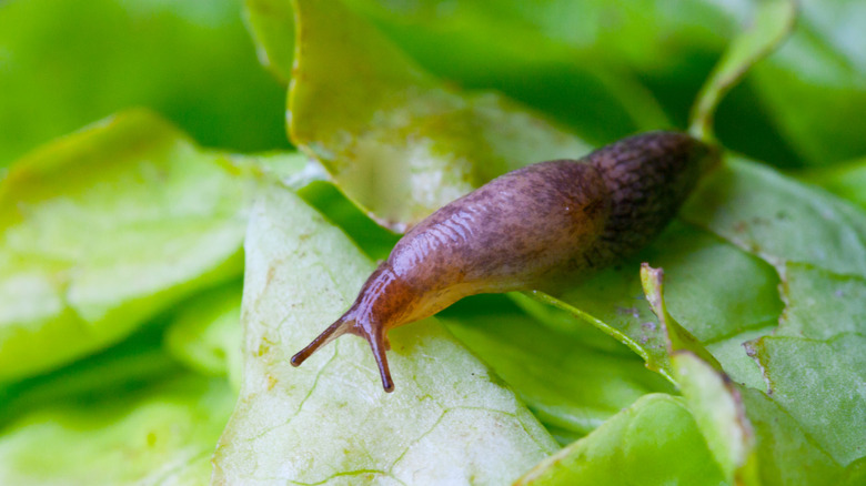 Slug on green leaves of a plant