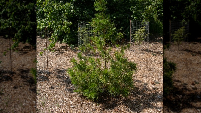 Young Japanese umbrella tree planted with other trees