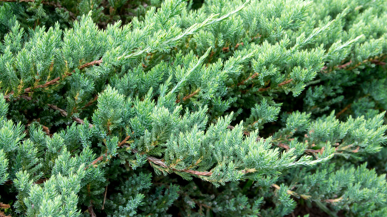 green creeping juniper branches