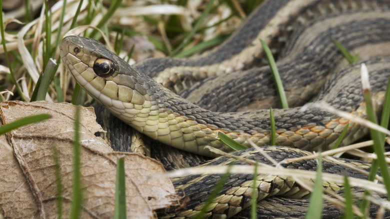 garter snake coiled up in yard