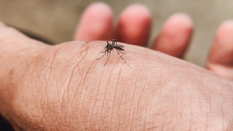 Mosquito on a hand