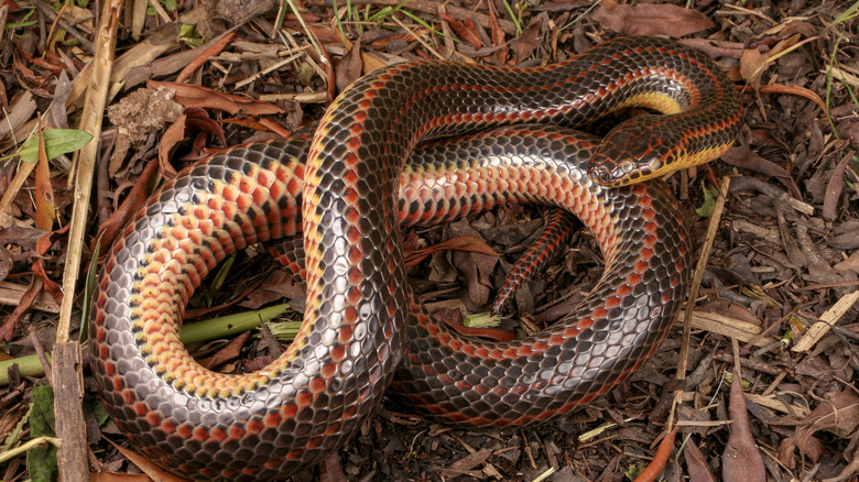 Rainbow snake coiled up