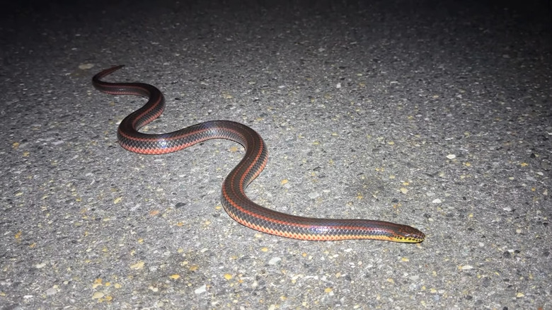 Rainbow snake crossing the road