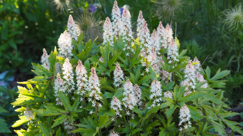 Foamy Bells white blooms amid angular green leaves