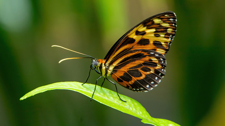 Tithorea butterfly on a blade of grass