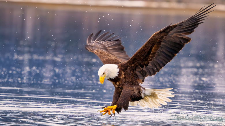 bald eagle swoops down to water