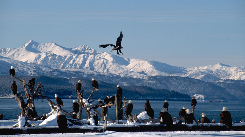 dozens of bald eagles gather in an Alaskan bay