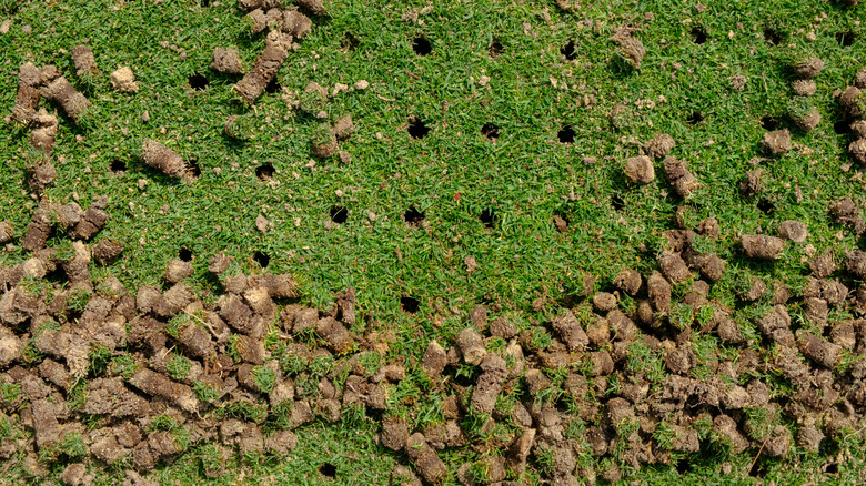Brown soil plugs littering a short green lawn.